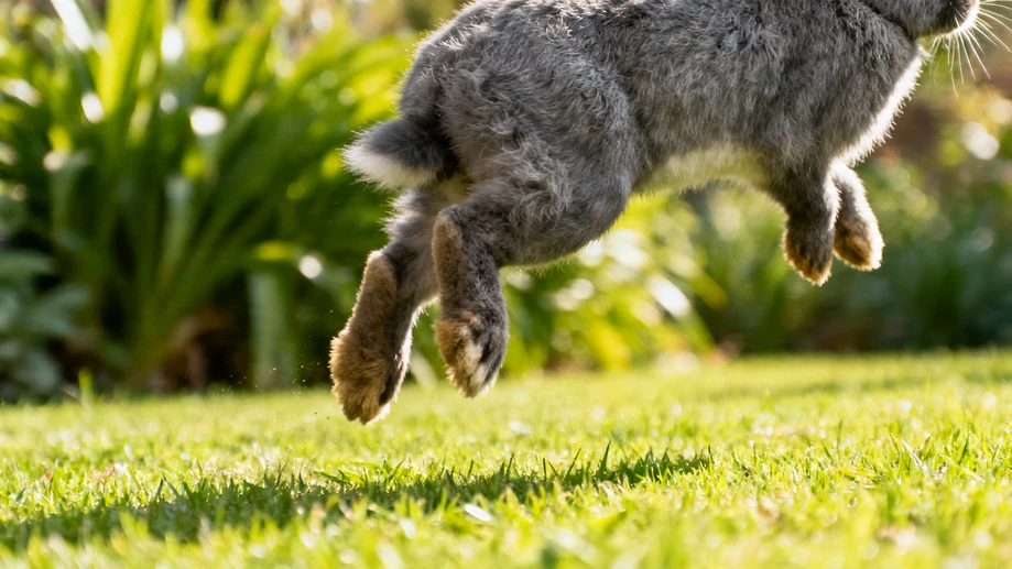 5 Wacky Ways Your Rabbit Spends Its Day That'll Melt Your Heart